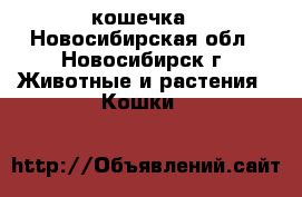 кошечка - Новосибирская обл., Новосибирск г. Животные и растения » Кошки   